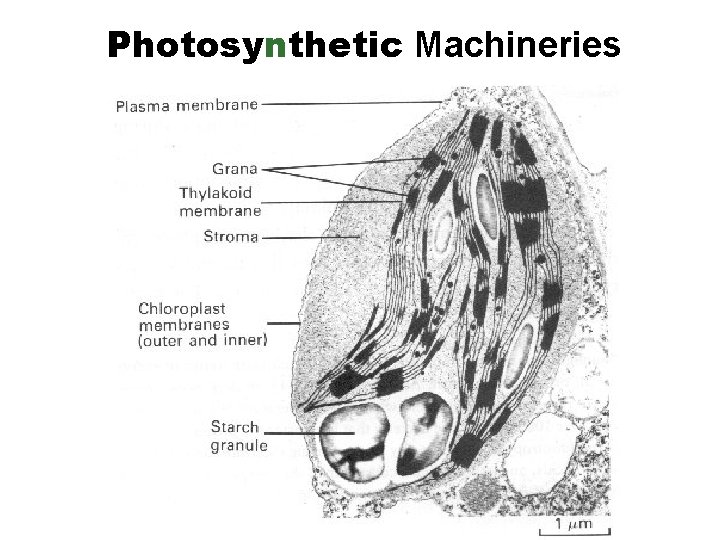Photosynthetic Machineries 