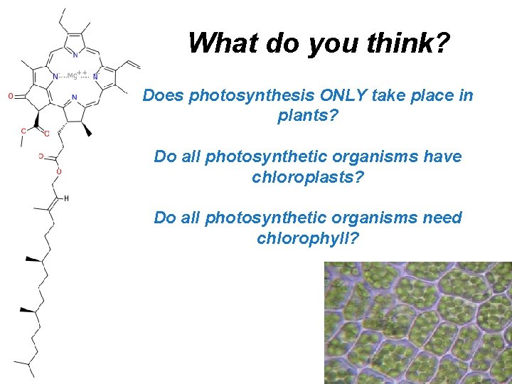 What do you think? Does photosynthesis ONLY take place in plants? Do all photosynthetic