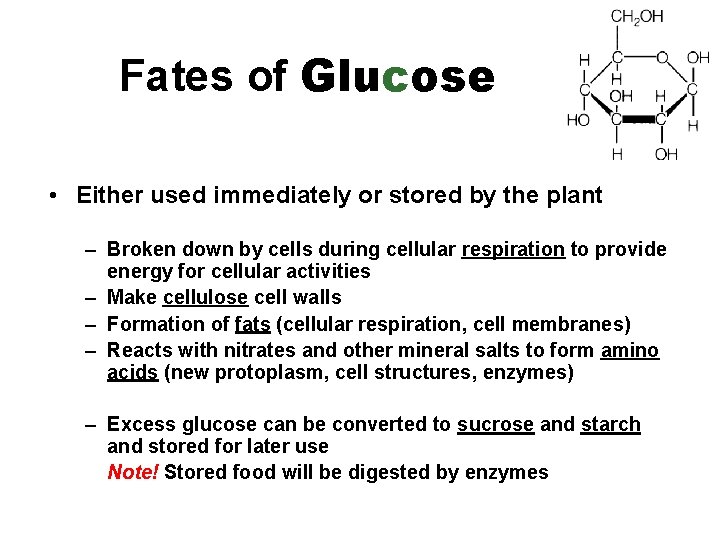 Fates of Glucose • Either used immediately or stored by the plant – Broken