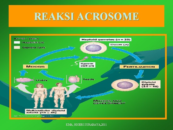 REAKSI ACROSOME KMA, HIGERI SURABAYA, 2011 