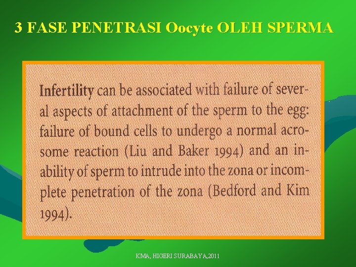 3 FASE PENETRASI Oocyte OLEH SPERMA KMA, HIGERI SURABAYA, 2011 