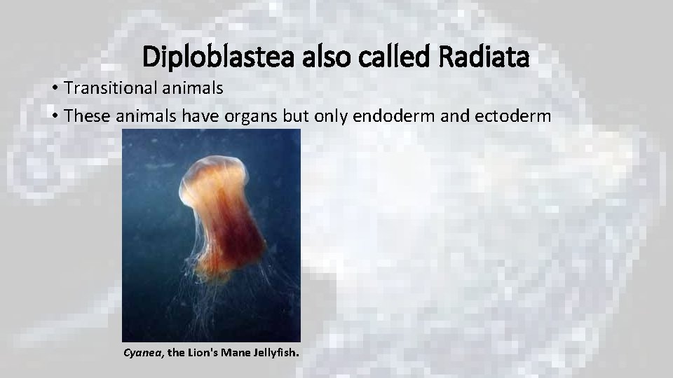 Diploblastea also called Radiata • Transitional animals • These animals have organs but only Diploblastea also called Radiata • Transitional animals • These animals have organs but only