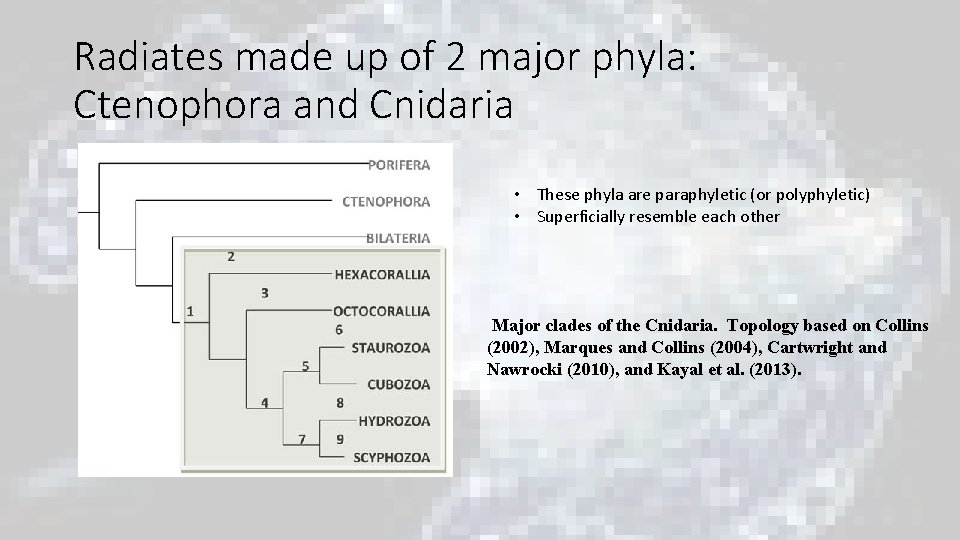Radiates made up of 2 major phyla: Ctenophora and Cnidaria • These phyla are Radiates made up of 2 major phyla: Ctenophora and Cnidaria • These phyla are