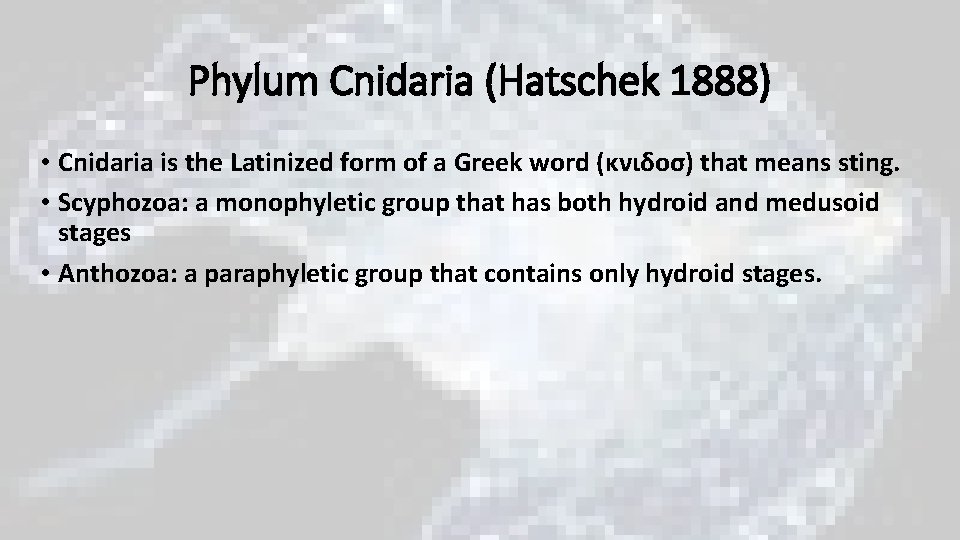 Phylum Cnidaria (Hatschek 1888) • Cnidaria is the Latinized form of a Greek word Phylum Cnidaria (Hatschek 1888) • Cnidaria is the Latinized form of a Greek word