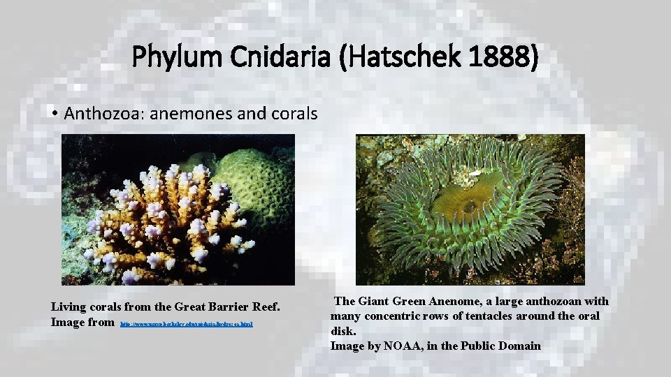 Phylum Cnidaria (Hatschek 1888) • Anthozoa: anemones and corals Living corals from the Great Phylum Cnidaria (Hatschek 1888) • Anthozoa: anemones and corals Living corals from the Great