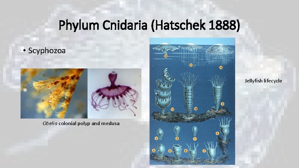 Phylum Cnidaria (Hatschek 1888) • Scyphozoa Jellyfish lifecycle Obelia colonial polyp and medusa Phylum Cnidaria (Hatschek 1888) • Scyphozoa Jellyfish lifecycle Obelia colonial polyp and medusa