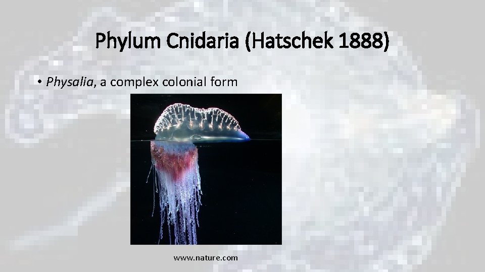 Phylum Cnidaria (Hatschek 1888) • Physalia, a complex colonial form www. nature. com Phylum Cnidaria (Hatschek 1888) • Physalia, a complex colonial form www. nature. com