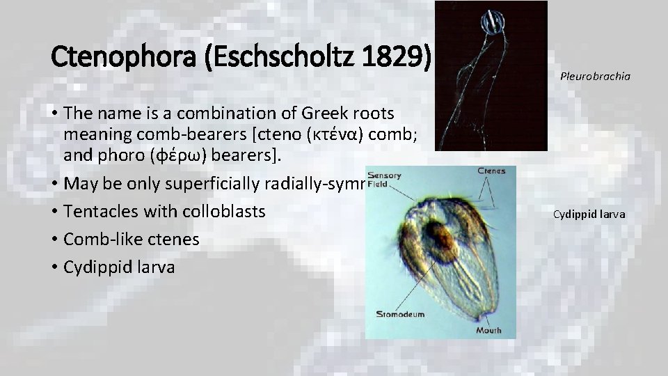 Ctenophora (Eschscholtz 1829) • The name is a combination of Greek roots meaning comb-bearers Ctenophora (Eschscholtz 1829) • The name is a combination of Greek roots meaning comb-bearers