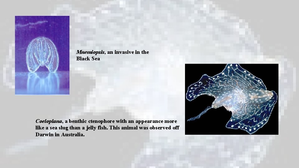 Mnemiopsis, an invasive in the Black Sea Coeloplana, a benthic ctenophore with an appearance Mnemiopsis, an invasive in the Black Sea Coeloplana, a benthic ctenophore with an appearance