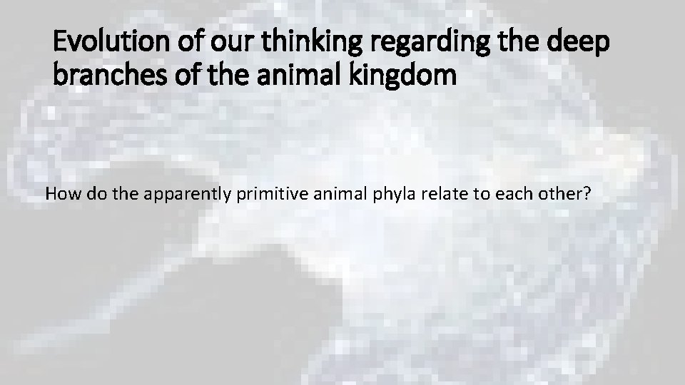 Evolution of our thinking regarding the deep branches of the animal kingdom How do Evolution of our thinking regarding the deep branches of the animal kingdom How do