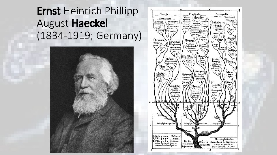 Ernst Heinrich Phillipp August Haeckel (1834 -1919; Germany) Ernst Heinrich Phillipp August Haeckel (1834 -1919; Germany)