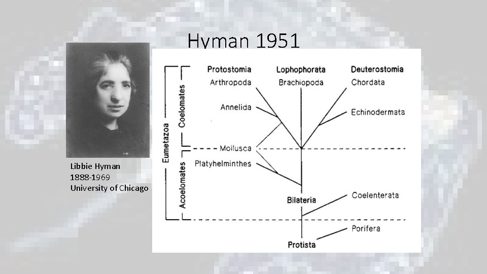 Hyman 1951 Libbie Hyman 1888 -1969 University of Chicago Hyman 1951 Libbie Hyman 1888 -1969 University of Chicago