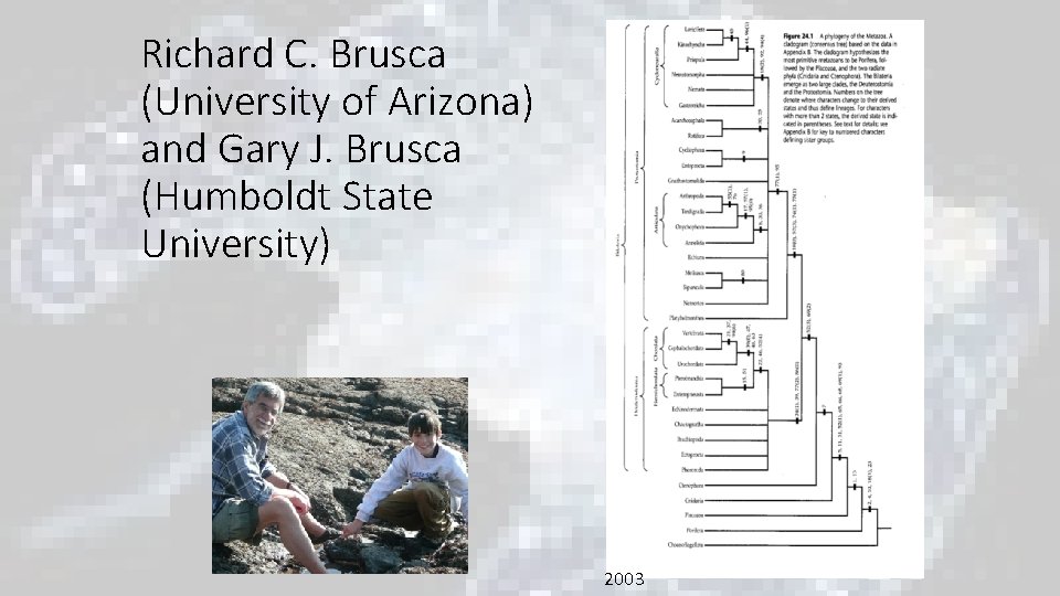 Richard C. Brusca (University of Arizona) and Gary J. Brusca (Humboldt State University) 2003 Richard C. Brusca (University of Arizona) and Gary J. Brusca (Humboldt State University) 2003