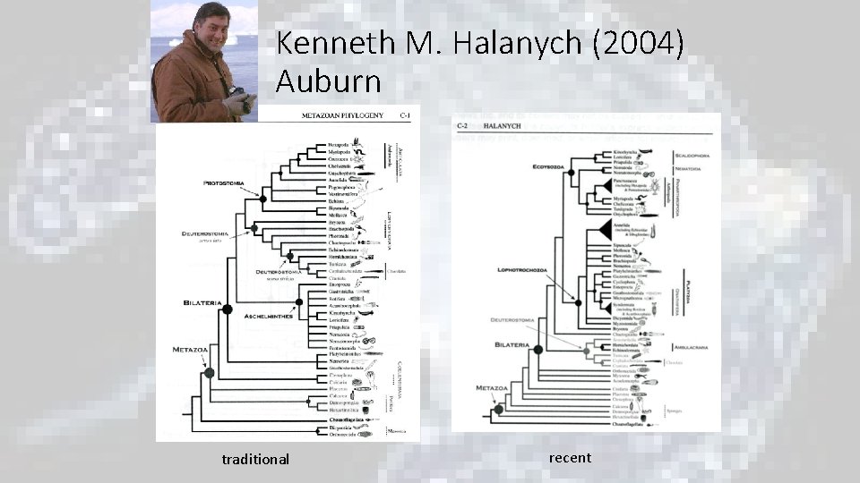 Kenneth M. Halanych (2004) Auburn traditional recent Kenneth M. Halanych (2004) Auburn traditional recent
