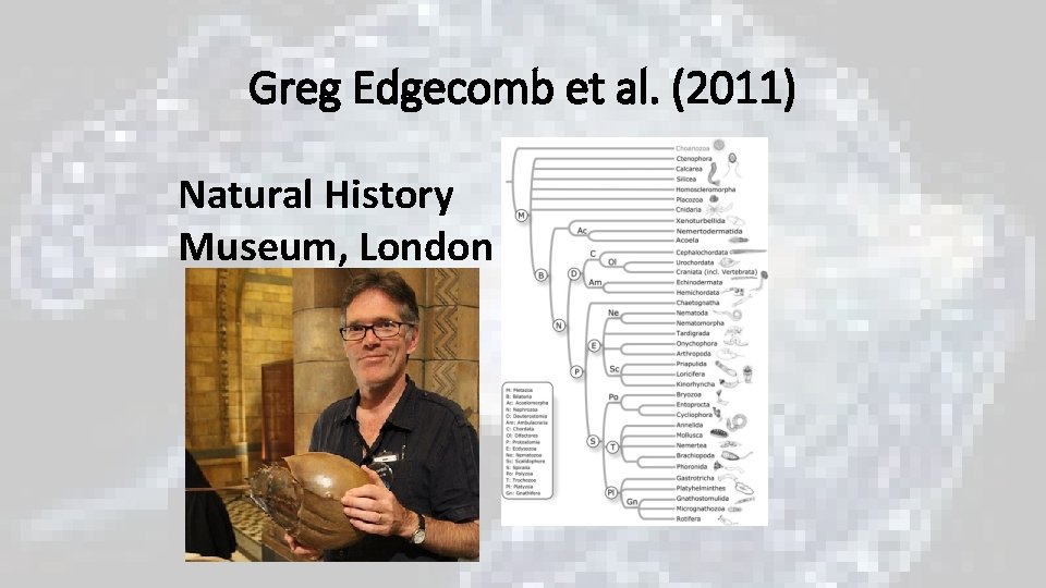 Greg Edgecomb et al. (2011) Natural History Museum, London Greg Edgecomb et al. (2011) Natural History Museum, London