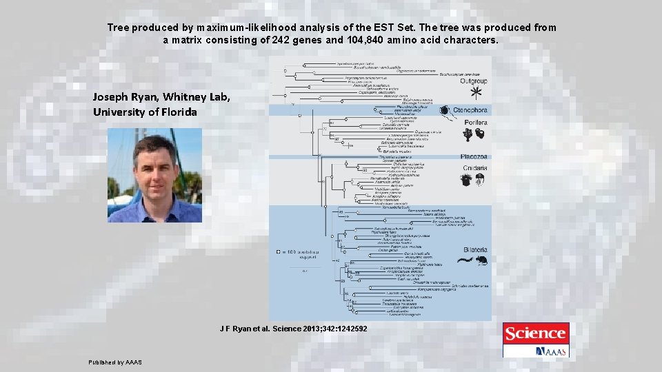 Tree produced by maximum-likelihood analysis of the EST Set. The tree was produced from Tree produced by maximum-likelihood analysis of the EST Set. The tree was produced from