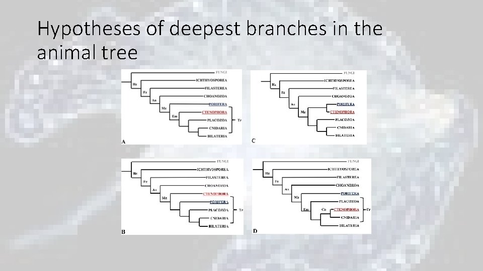 Hypotheses of deepest branches in the animal tree Hypotheses of deepest branches in the animal tree