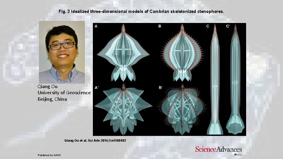 Fig. 3 Idealized three-dimensional models of Cambrian skeletonized ctenophores. Qiang Ou University of Geoscience Fig. 3 Idealized three-dimensional models of Cambrian skeletonized ctenophores. Qiang Ou University of Geoscience