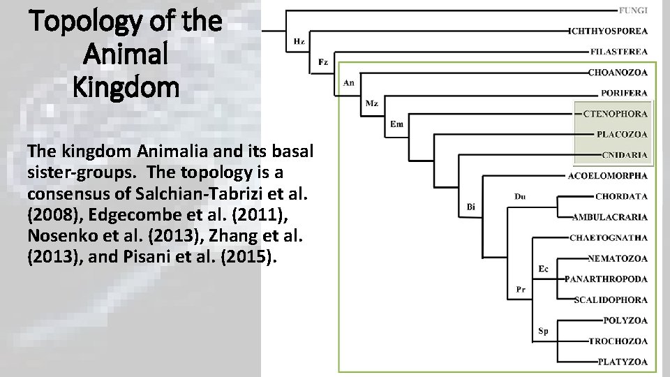 Topology of the Animal Kingdom The kingdom Animalia and its basal sister-groups. The topology Topology of the Animal Kingdom The kingdom Animalia and its basal sister-groups. The topology