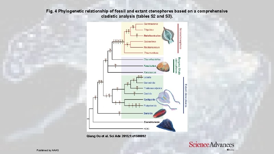 Fig. 4 Phylogenetic relationship of fossil and extant ctenophores based on a comprehensive cladistic Fig. 4 Phylogenetic relationship of fossil and extant ctenophores based on a comprehensive cladistic