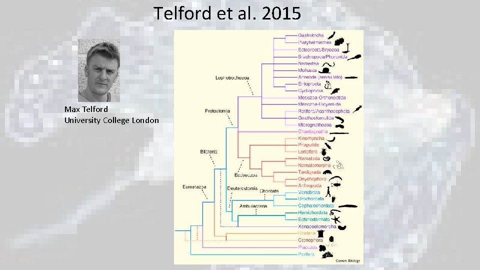 Telford et al. 2015 Max Telford University College London Telford et al. 2015 Max Telford University College London