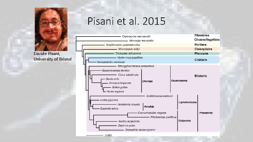 Pisani et al. 2015 Davide Pisani, University of Bristol Pisani et al. 2015 Davide Pisani, University of Bristol