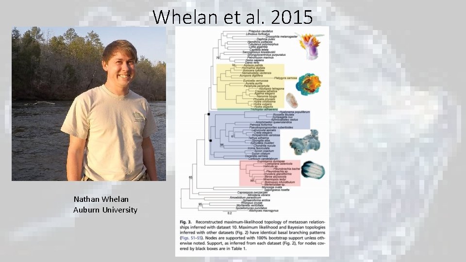 Whelan et al. 2015 Nathan Whelan Auburn University Whelan et al. 2015 Nathan Whelan Auburn University
