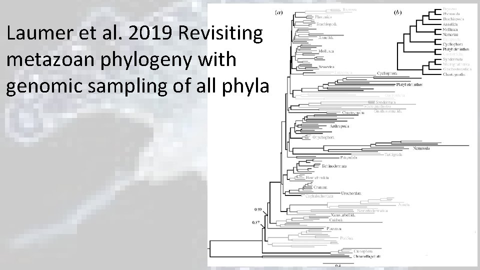 Laumer et al. 2019 Revisiting metazoan phylogeny with genomic sampling of all phyla Laumer et al. 2019 Revisiting metazoan phylogeny with genomic sampling of all phyla