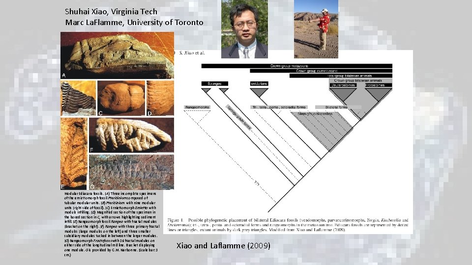 Shuhai Xiao, Virginia Tech Marc La. Flamme, University of Toronto Modular Ediacara fossils. (A) Shuhai Xiao, Virginia Tech Marc La. Flamme, University of Toronto Modular Ediacara fossils. (A)