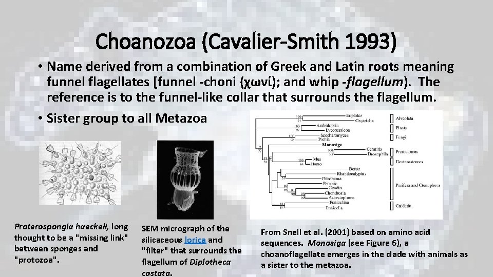 Choanozoa (Cavalier-Smith 1993) • Name derived from a combination of Greek and Latin roots Choanozoa (Cavalier-Smith 1993) • Name derived from a combination of Greek and Latin roots