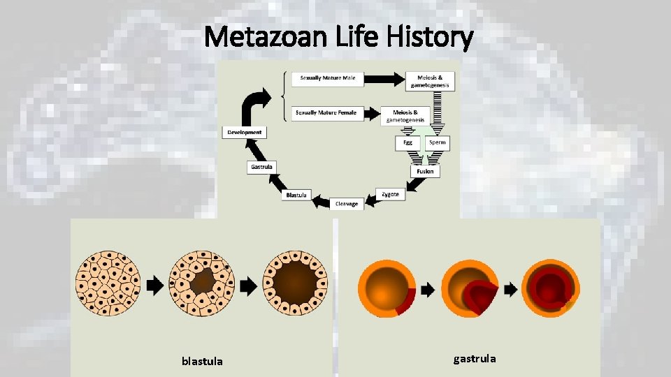Metazoan Life History blastula gastrula Metazoan Life History blastula gastrula