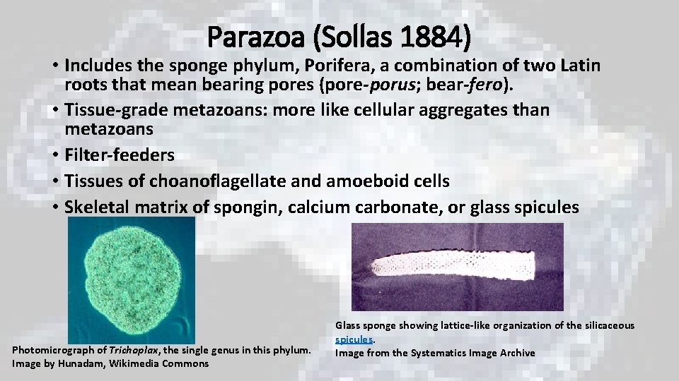 Parazoa (Sollas 1884) • Includes the sponge phylum, Porifera, a combination of two Latin Parazoa (Sollas 1884) • Includes the sponge phylum, Porifera, a combination of two Latin