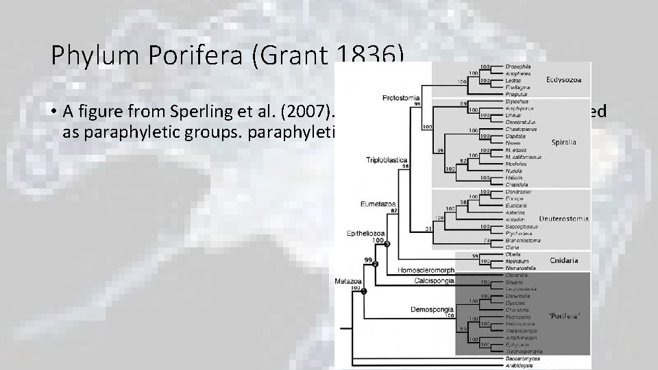 Phylum Porifera (Grant 1836) • A figure from Sperling et al. (2007). The classes Phylum Porifera (Grant 1836) • A figure from Sperling et al. (2007). The classes