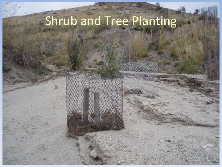Shrub and Tree Planting 