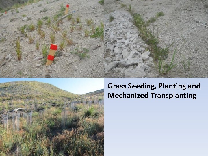 Grass Seeding, Planting and Mechanized Transplanting 