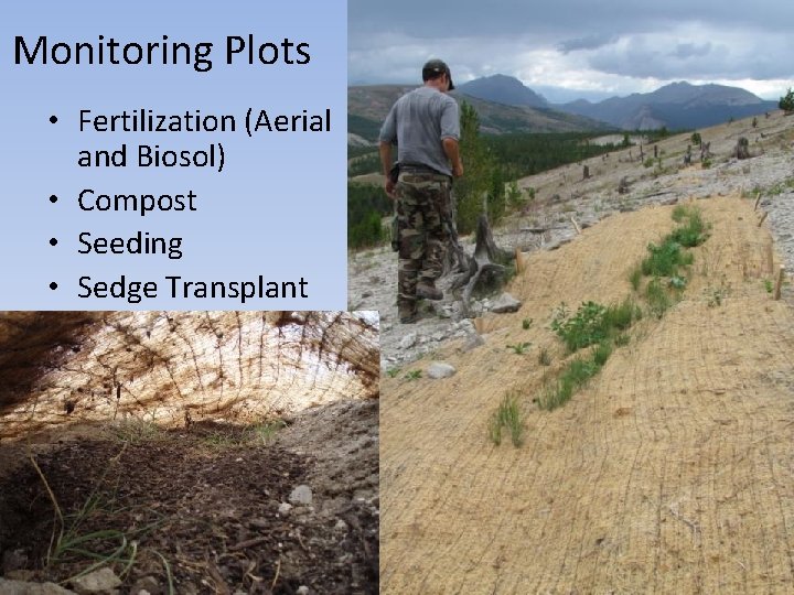 Monitoring Plots • Fertilization (Aerial and Biosol) • Compost • Seeding • Sedge Transplant