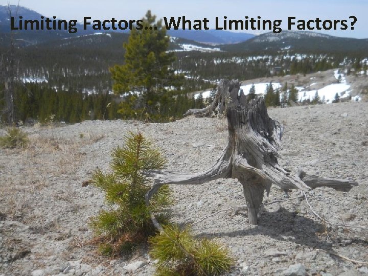 Limiting Factors… What Limiting Factors? 