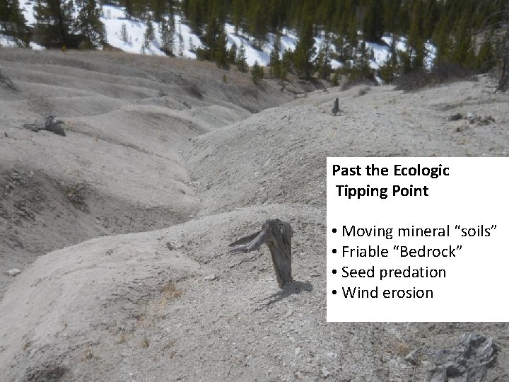 Past the Ecologic Tipping Point • Moving mineral “soils” • Friable “Bedrock” • Seed