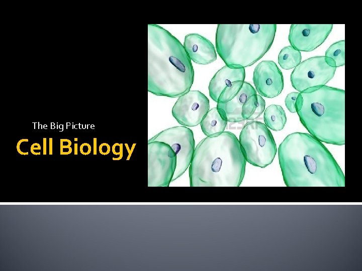 The Big Picture Cell Biology 