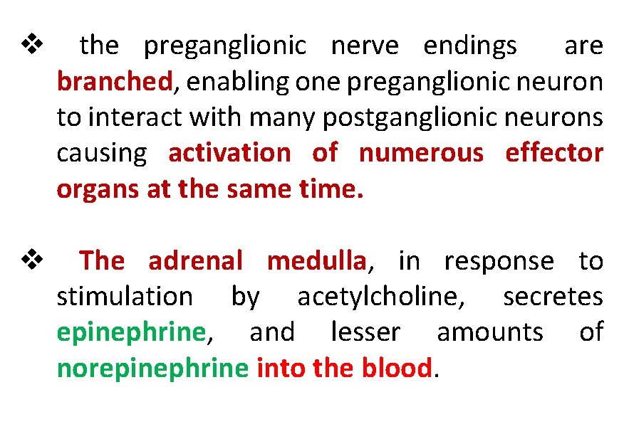 v the preganglionic nerve endings are branched, enabling one preganglionic neuron to interact with
