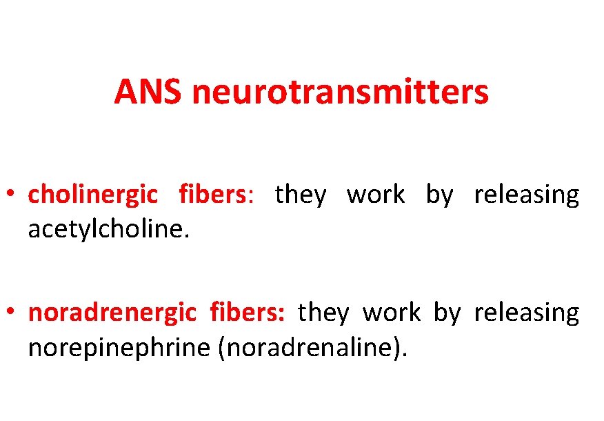 ANS neurotransmitters • cholinergic fibers: they work by releasing acetylcholine. • noradrenergic fibers: they