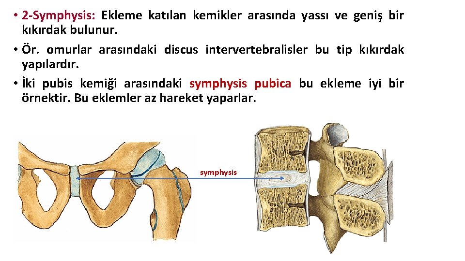 • 2 -Symphysis: Ekleme katılan kemikler arasında yassı ve geniş bir kıkırdak bulunur. • 2 -Symphysis: Ekleme katılan kemikler arasında yassı ve geniş bir kıkırdak bulunur.