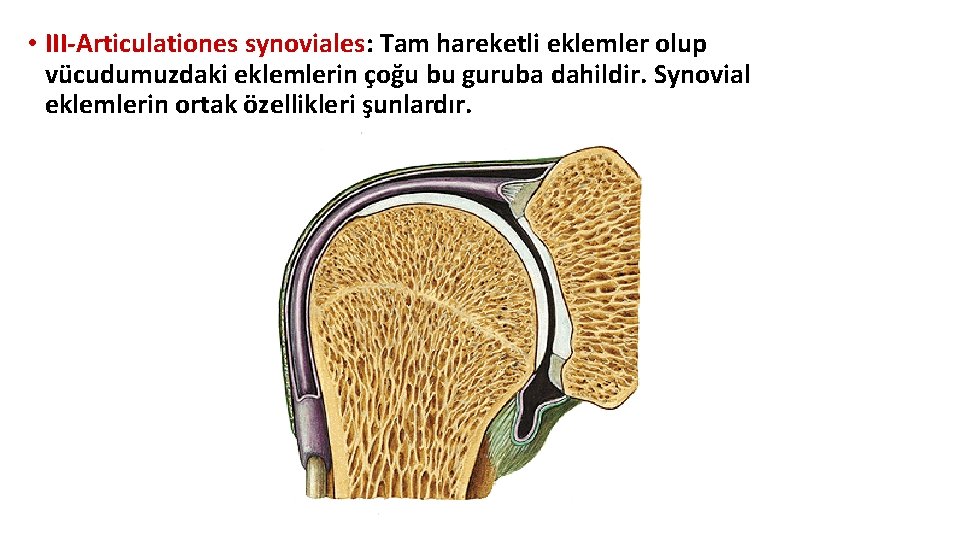 • III-Articulationes synoviales: Tam hareketli eklemler olup vücudumuzdaki eklemlerin çoğu bu guruba dahildir. • III-Articulationes synoviales: Tam hareketli eklemler olup vücudumuzdaki eklemlerin çoğu bu guruba dahildir.