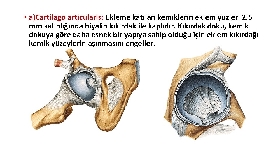 • a)Cartilago articularis: Ekleme katılan kemiklerin eklem yüzleri 2. 5 mm kalınlığında hiyalin • a)Cartilago articularis: Ekleme katılan kemiklerin eklem yüzleri 2. 5 mm kalınlığında hiyalin