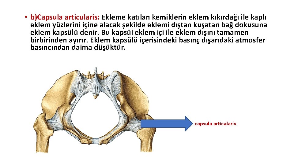 • b)Capsula articularis: Ekleme katılan kemiklerin eklem kıkırdağı ile kaplı eklem yüzlerini içine • b)Capsula articularis: Ekleme katılan kemiklerin eklem kıkırdağı ile kaplı eklem yüzlerini içine