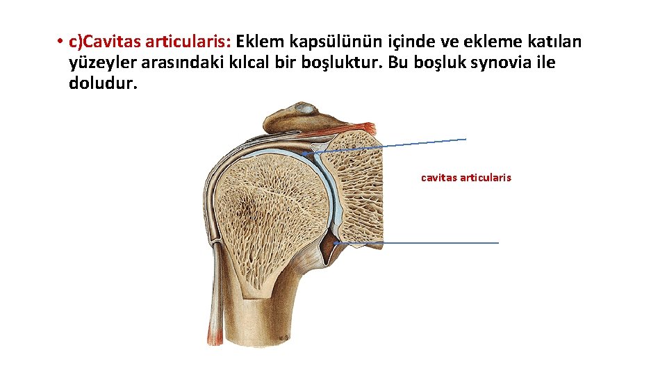 • c)Cavitas articularis: Eklem kapsülünün içinde ve ekleme katılan yüzeyler arasındaki kılcal bir • c)Cavitas articularis: Eklem kapsülünün içinde ve ekleme katılan yüzeyler arasındaki kılcal bir