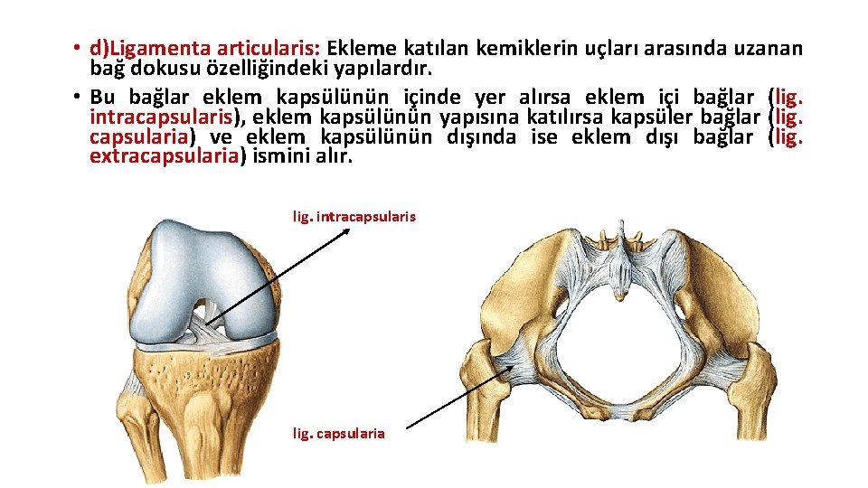 • d)Ligamenta articularis: Ekleme katılan kemiklerin uçları arasında uzanan bağ dokusu özelliğindeki yapılardır. • d)Ligamenta articularis: Ekleme katılan kemiklerin uçları arasında uzanan bağ dokusu özelliğindeki yapılardır.