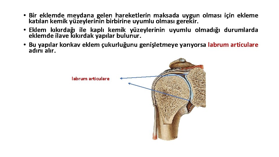 • Bir eklemde meydana gelen hareketlerin maksada uygun olması için ekleme katılan kemik • Bir eklemde meydana gelen hareketlerin maksada uygun olması için ekleme katılan kemik