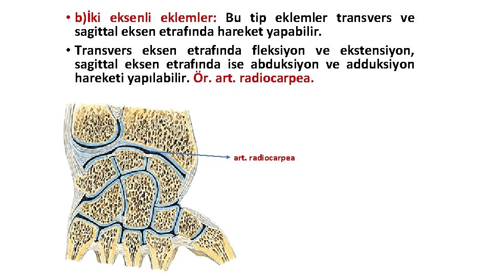 • b)İki eksenli eklemler: Bu tip eklemler transvers ve sagittal eksen etrafında hareket • b)İki eksenli eklemler: Bu tip eklemler transvers ve sagittal eksen etrafında hareket