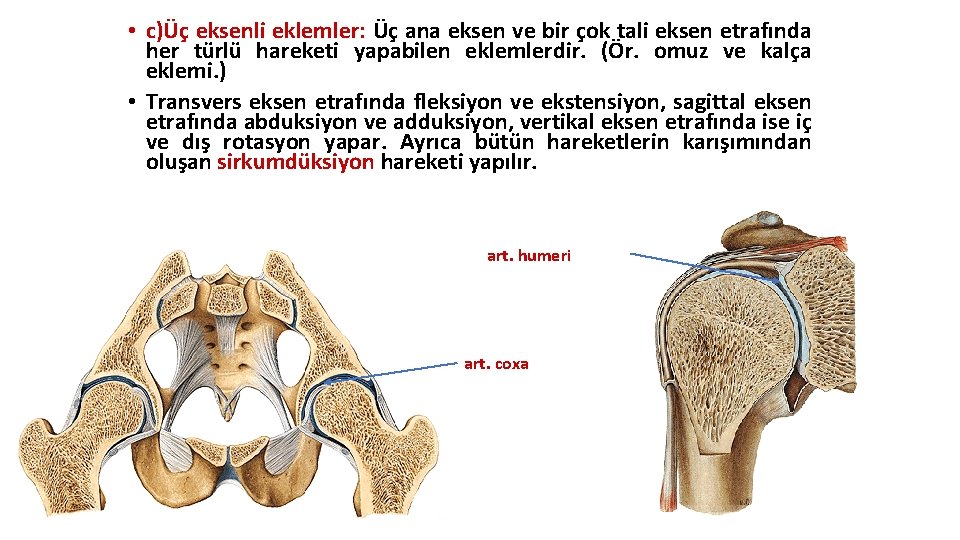 • c)Üç eksenli eklemler: Üç ana eksen ve bir çok tali eksen etrafında • c)Üç eksenli eklemler: Üç ana eksen ve bir çok tali eksen etrafında